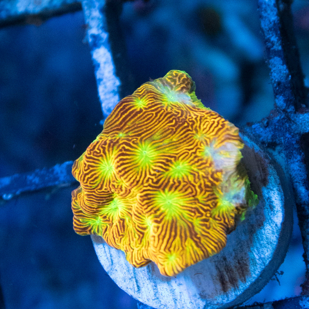 Jack O Lantern Leptoseris coral frag from AquaGem Corals