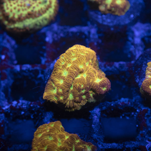 Jack O Lantern leptoseris