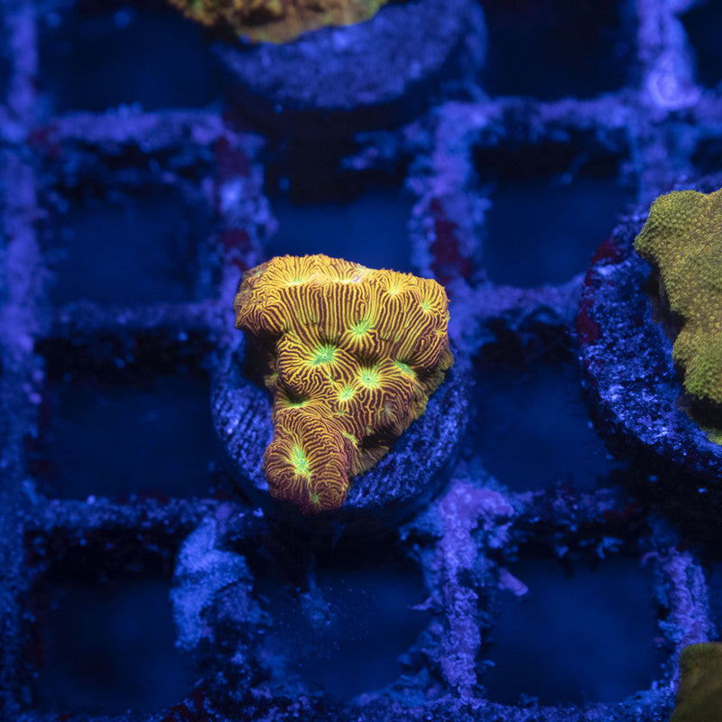 Jack O Lantern leptoseris