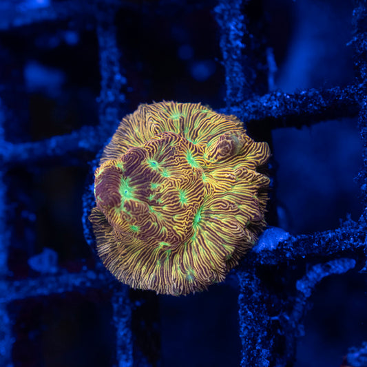 Jack O Lantern leptoseris - AquaGemCorals