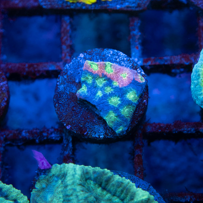 Jason Fox Day Glo Favites