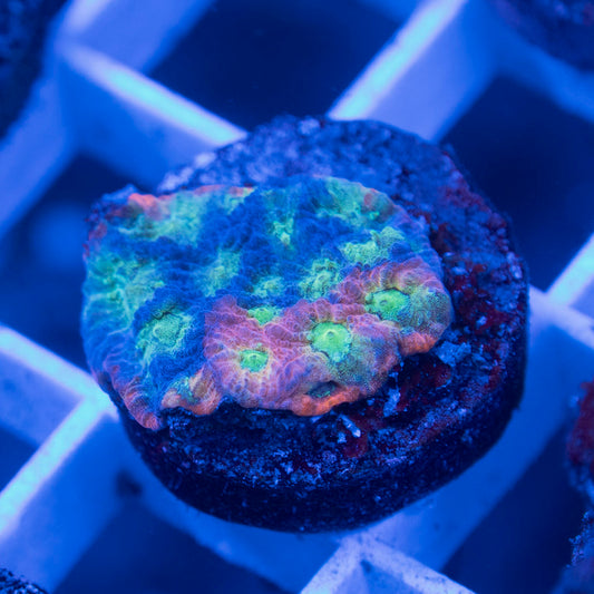 Jason Fox Day Glo Favites - AquaGemCorals