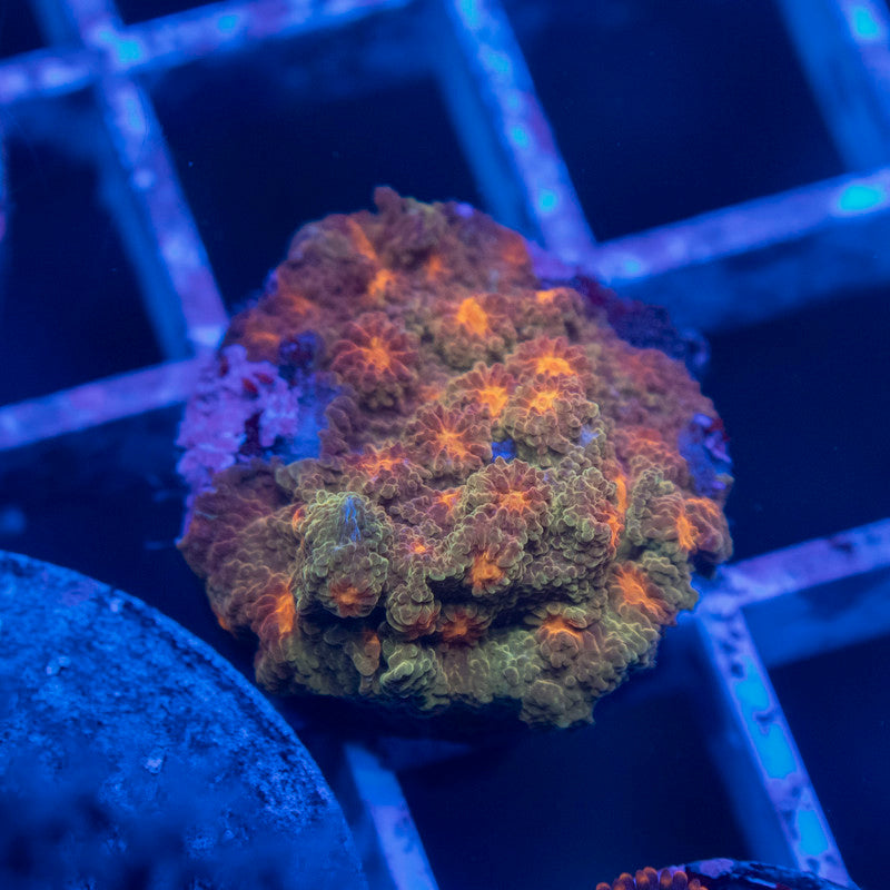 Jason Fox Flicka Flame Cyphastrea