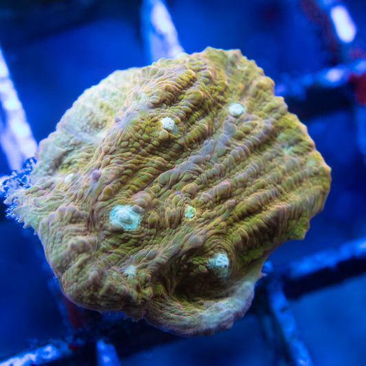 Jason Fox Orange Zombie Chalice (3) WYSIWYG coral from AquaGemCorals