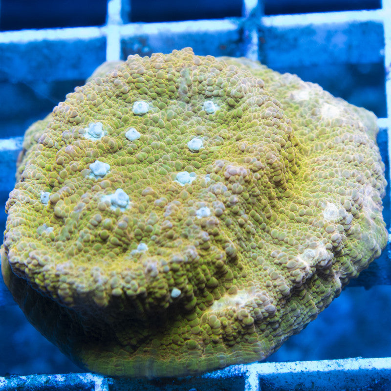 Jason Fox Orange Zombie Chalice live coral for reef aquarium