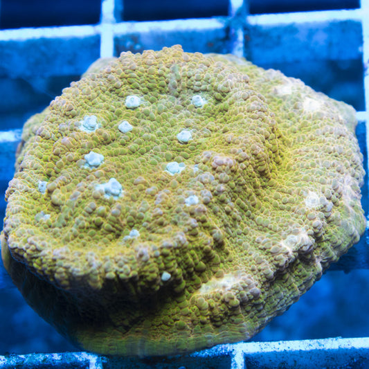 Jason Fox Orange Zombie Chalice live coral for reef aquarium