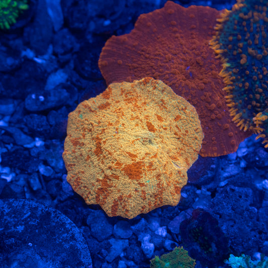 Jawbreaker Mushroom