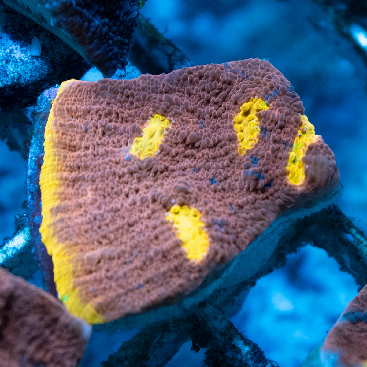 Jellybean Chalice coral frag from AquaGem Corals