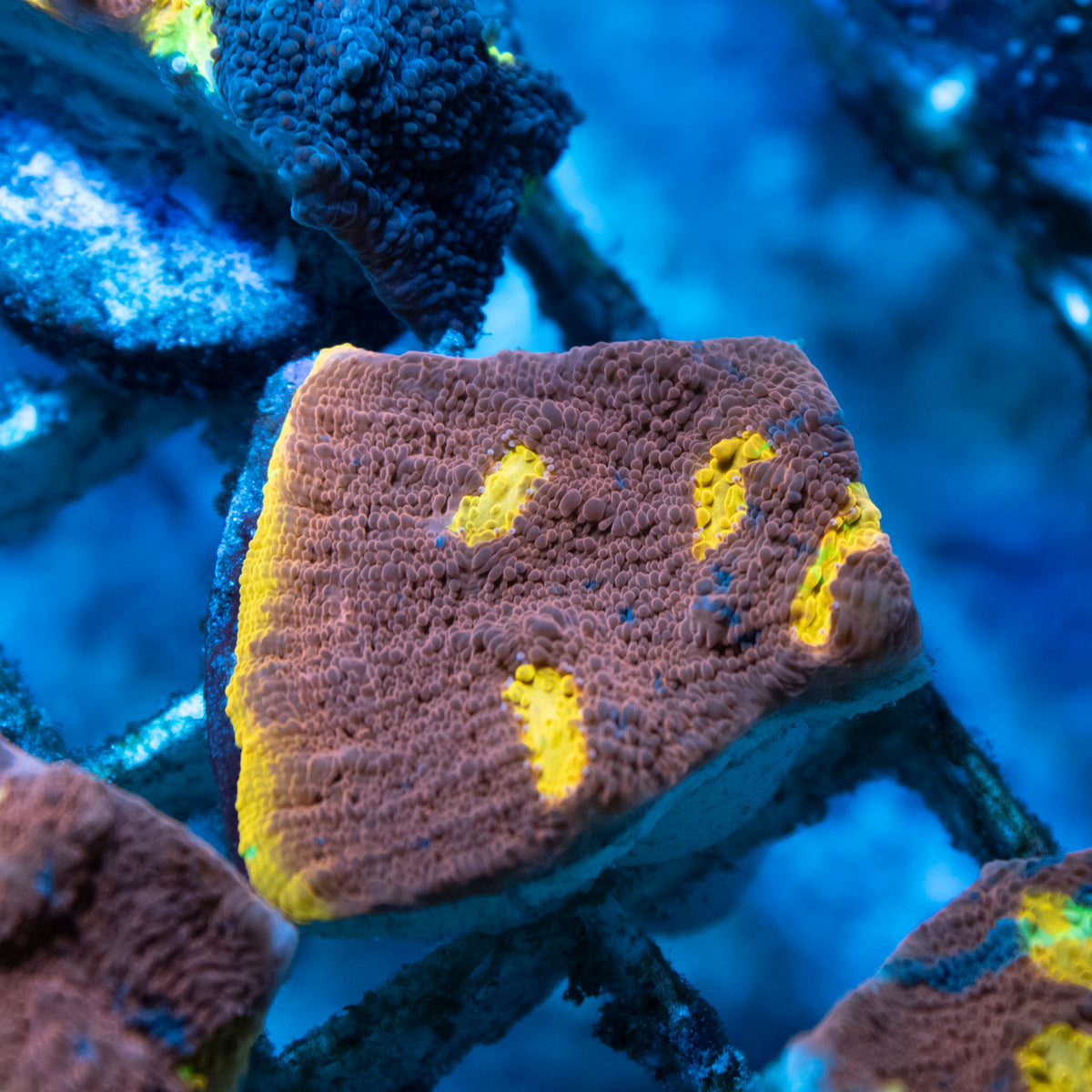 Jellybean Chalice coral frag from AquaGem Corals