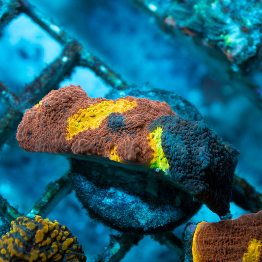 Jellybean Chalice coral frag from AquaGem Corals