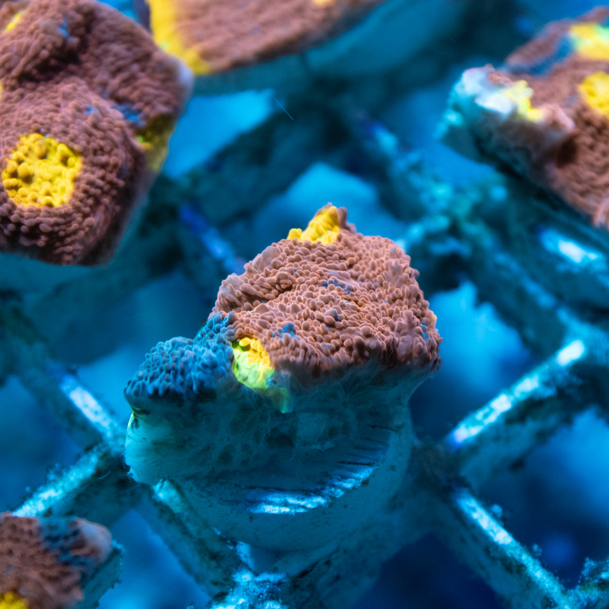 Jellybean Chalice coral frag from AquaGem Corals