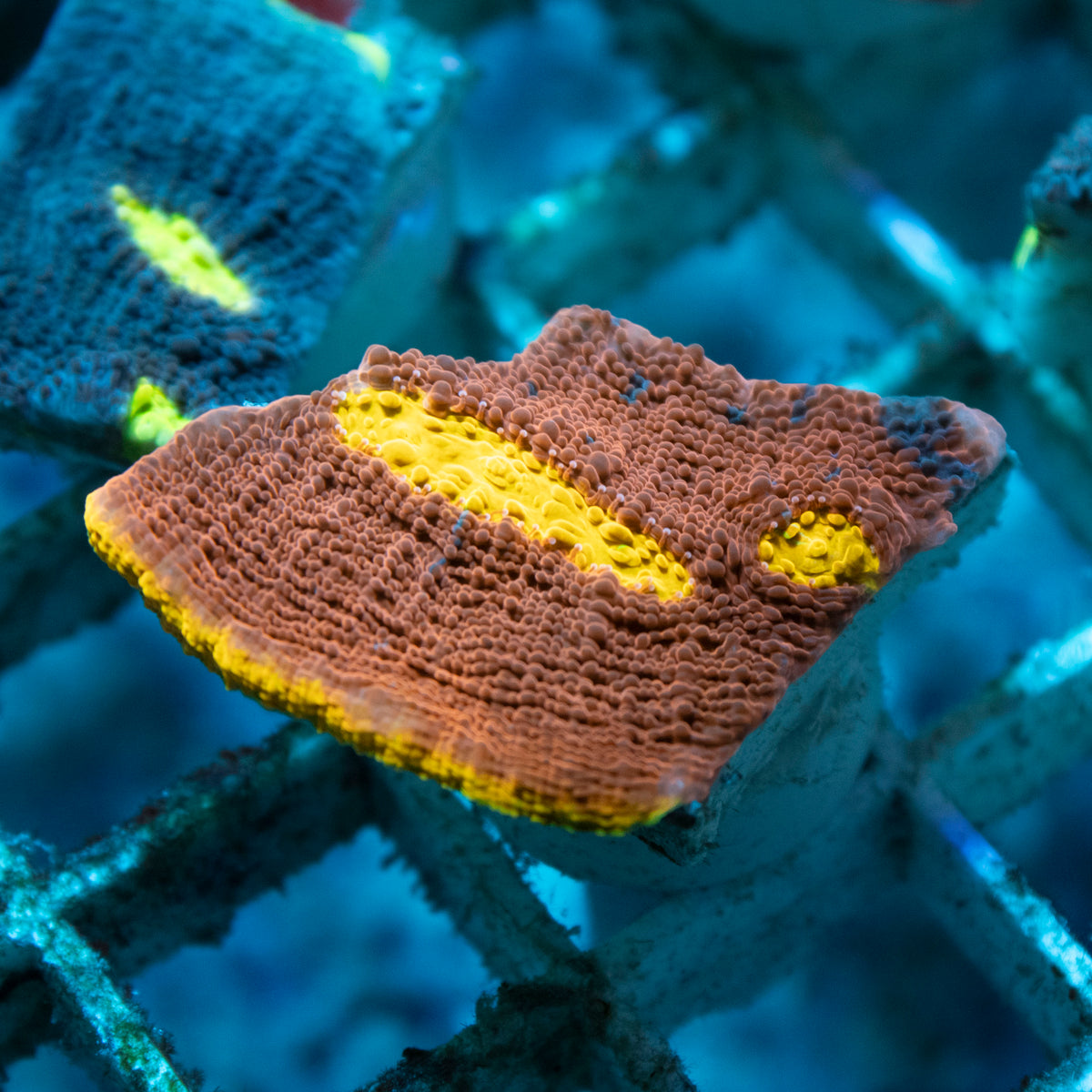 Jellybean Chalice coral frag from AquaGem Corals