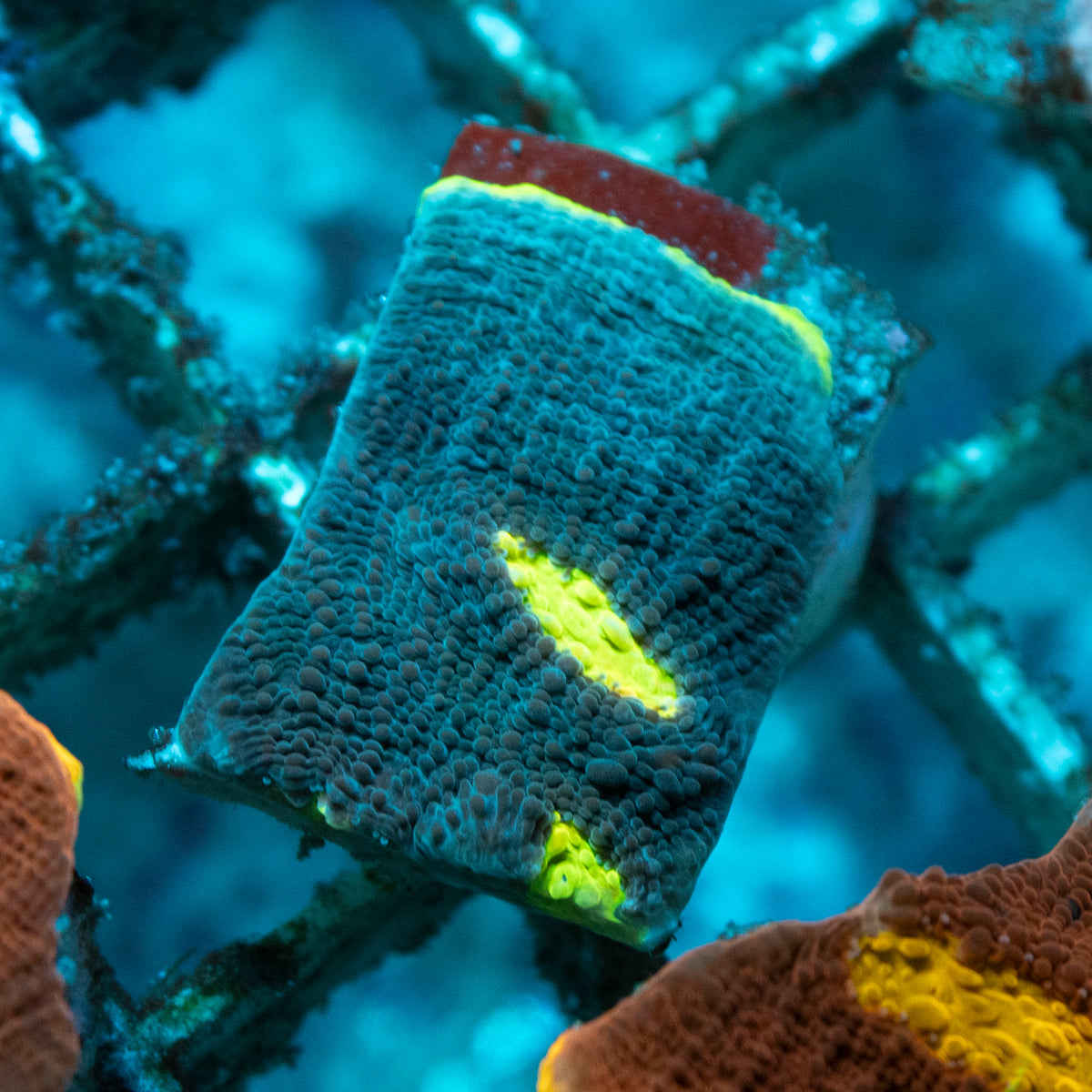 Jellybean Chalice coral frag from AquaGem Corals