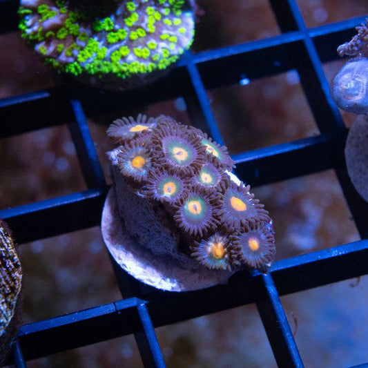 John Deer Zoa - AquaGemCorals