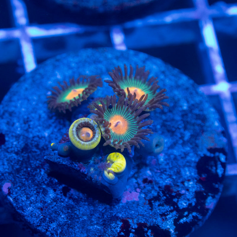 John Deer Zoa