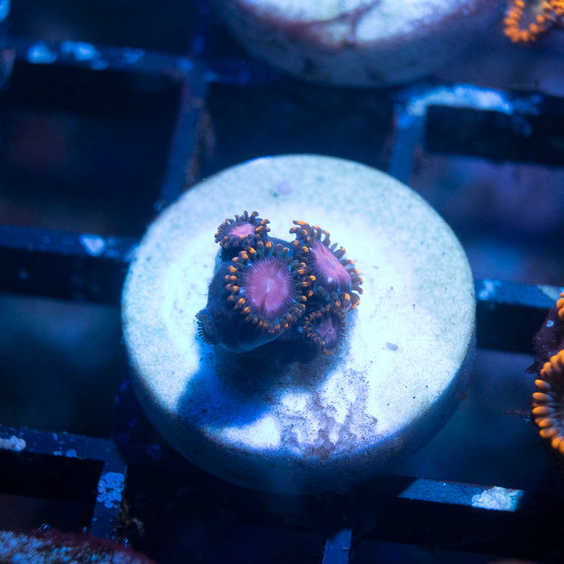 KH Sunburst Zoanthid - AquaGemCorals