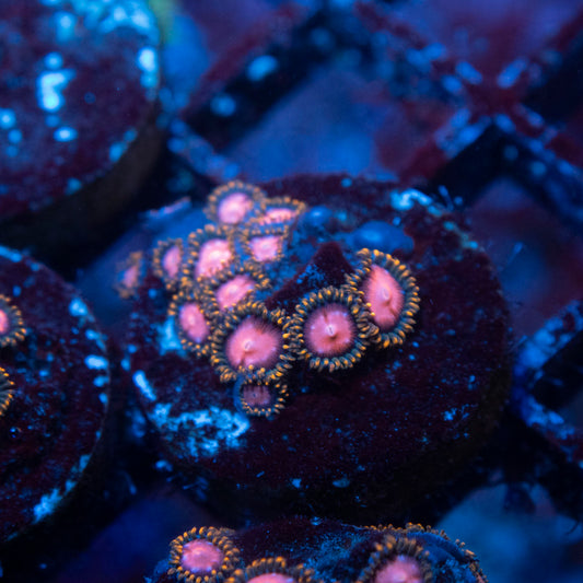 KH Sunburst Zoanthid