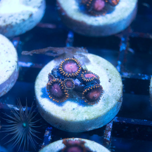 KH Sunburst Zoanthid - AquaGemCorals