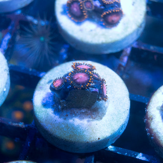 KH Sunburst Zoanthid - AquaGemCorals