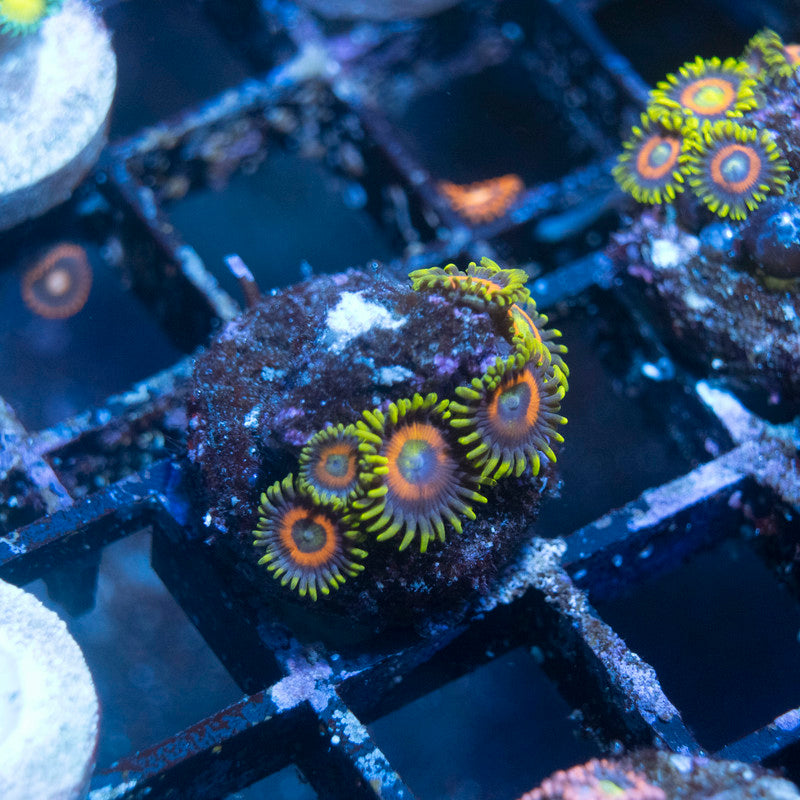 Ketchum Zoa - AquaGemCorals