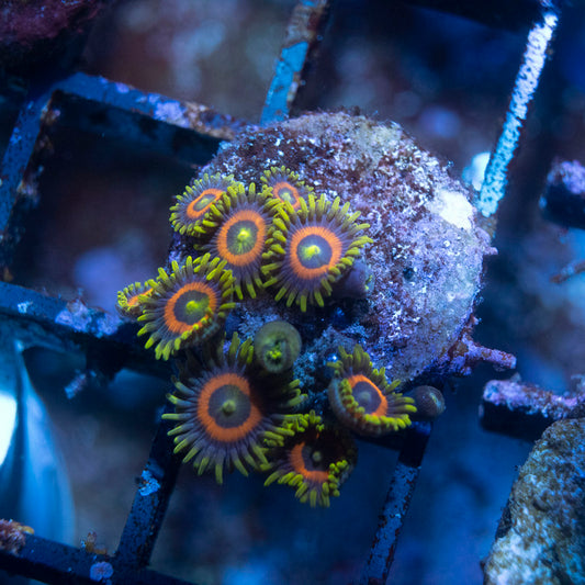 Ketchum Zoa - AquaGemCorals