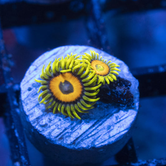Ketchum Zoas