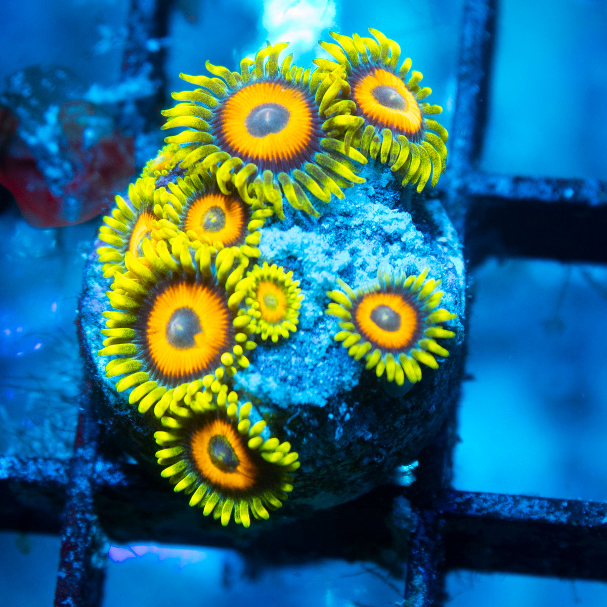 Ketchup Zoa live reef coral - AquaGemCorals