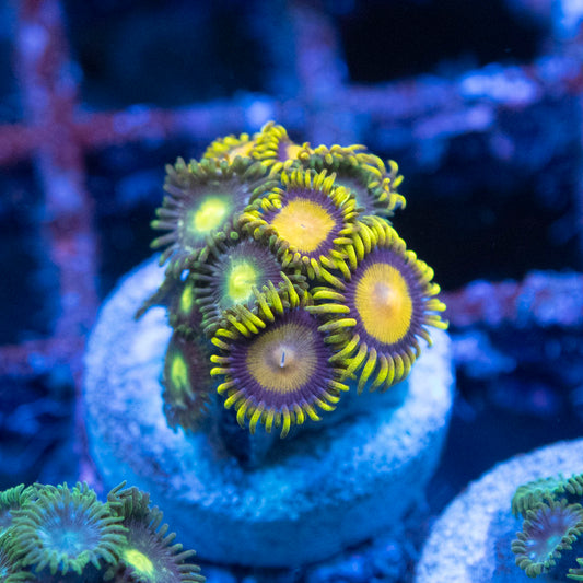 King Midas & Gamma ray Zoas