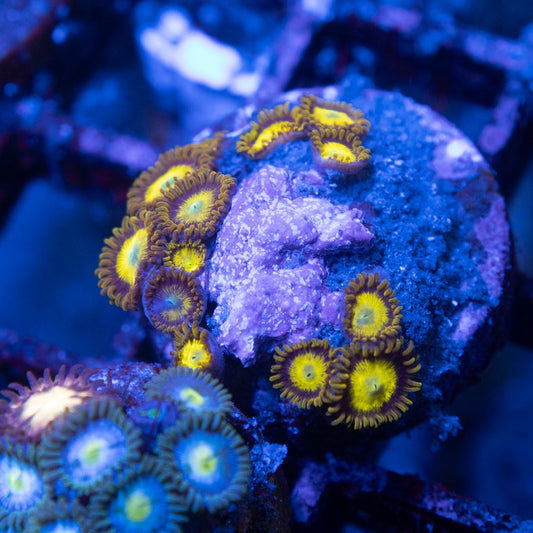 King Midas Zoa