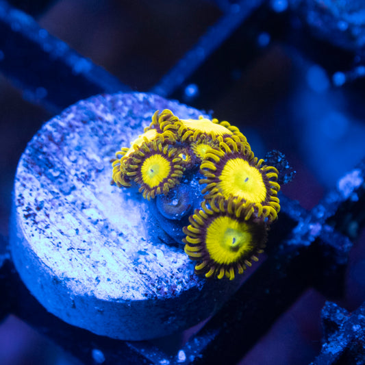 King Midas Zoas