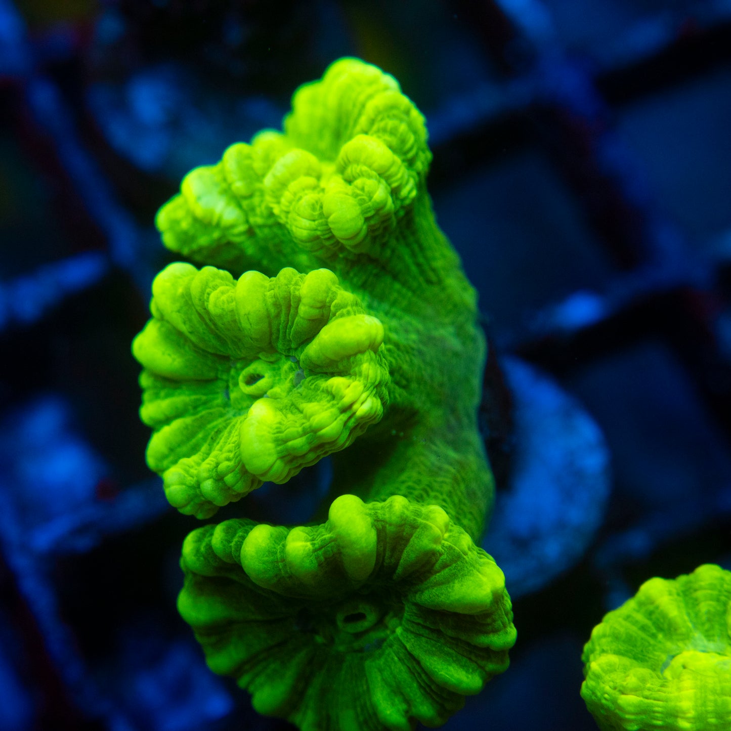 Kryptonite Candy Cane (1) WYSIWYG coral from AquaGemCorals