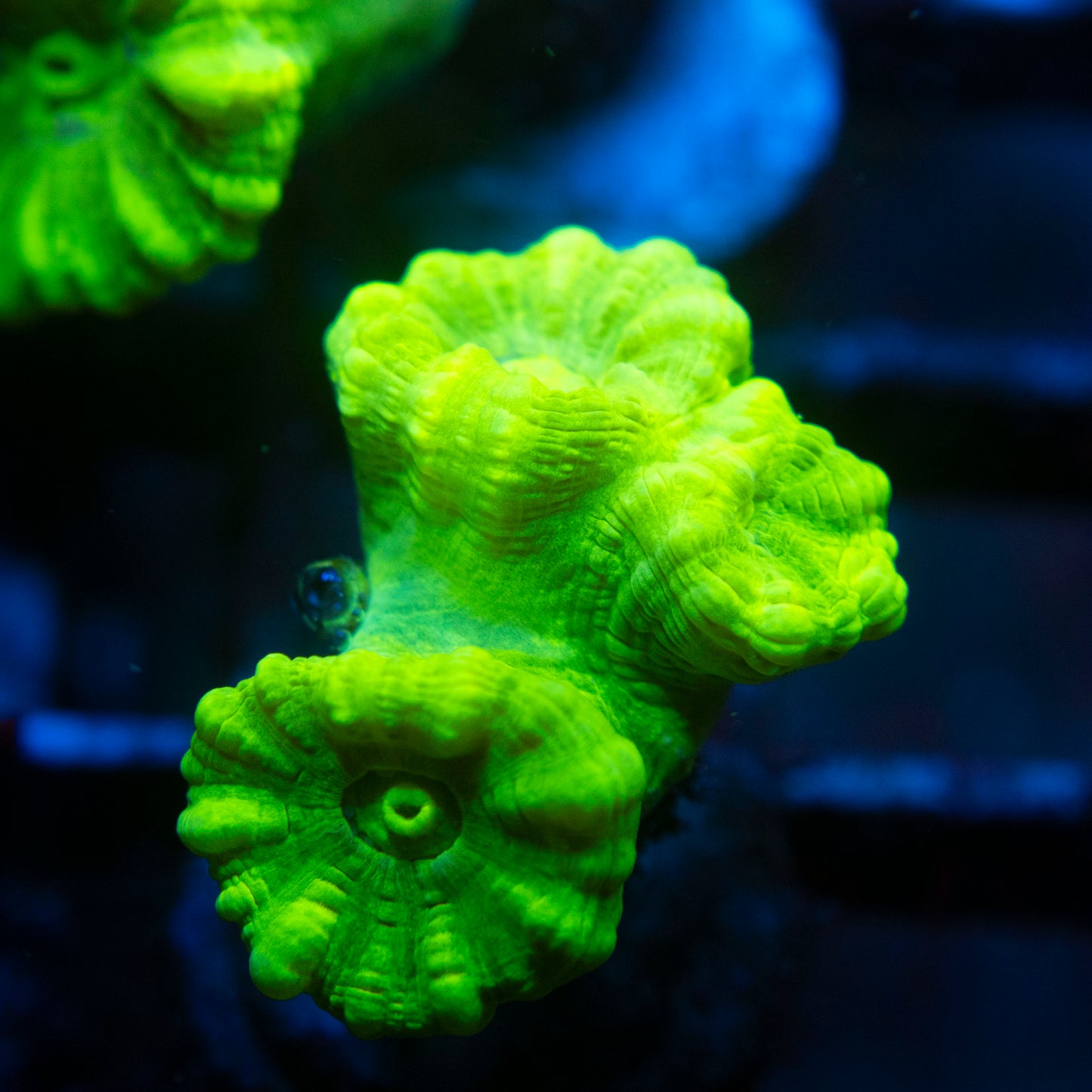 Kryptonite Candy Cane (2) WYSIWYG coral from AquaGemCorals