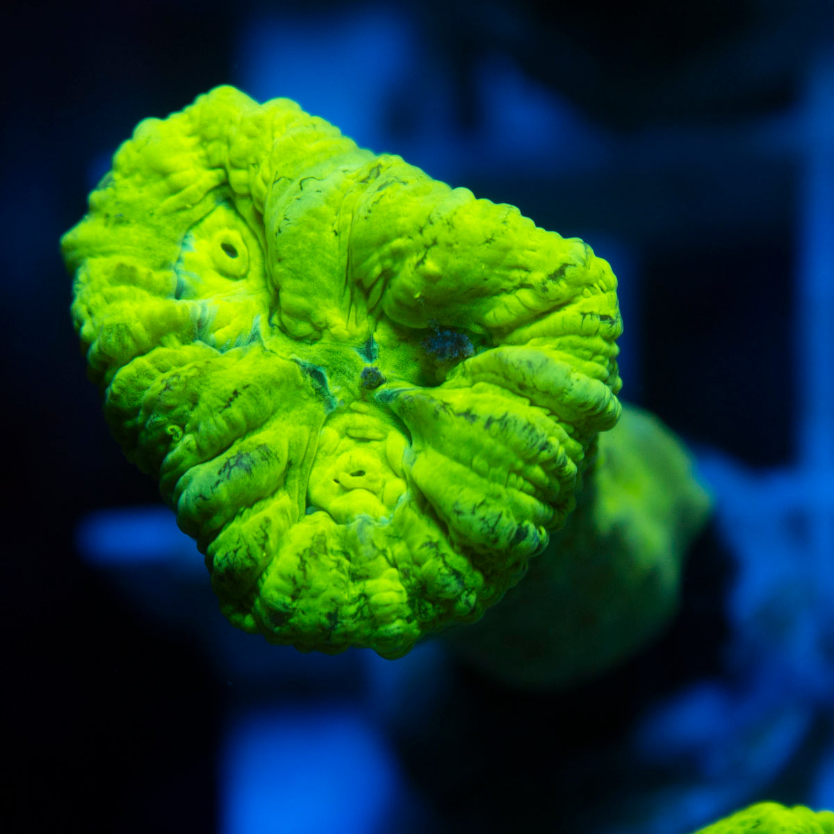 Kryptonight Candy Cane live reef coral - AquaGemCorals