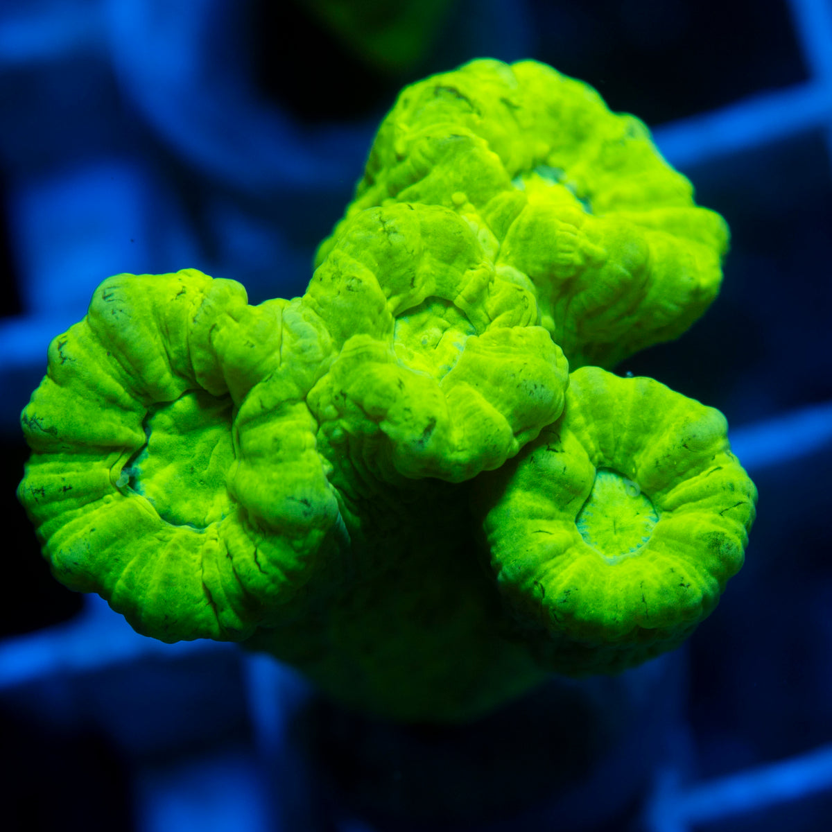 Kryptonight Candy Cane live reef coral - AquaGemCorals