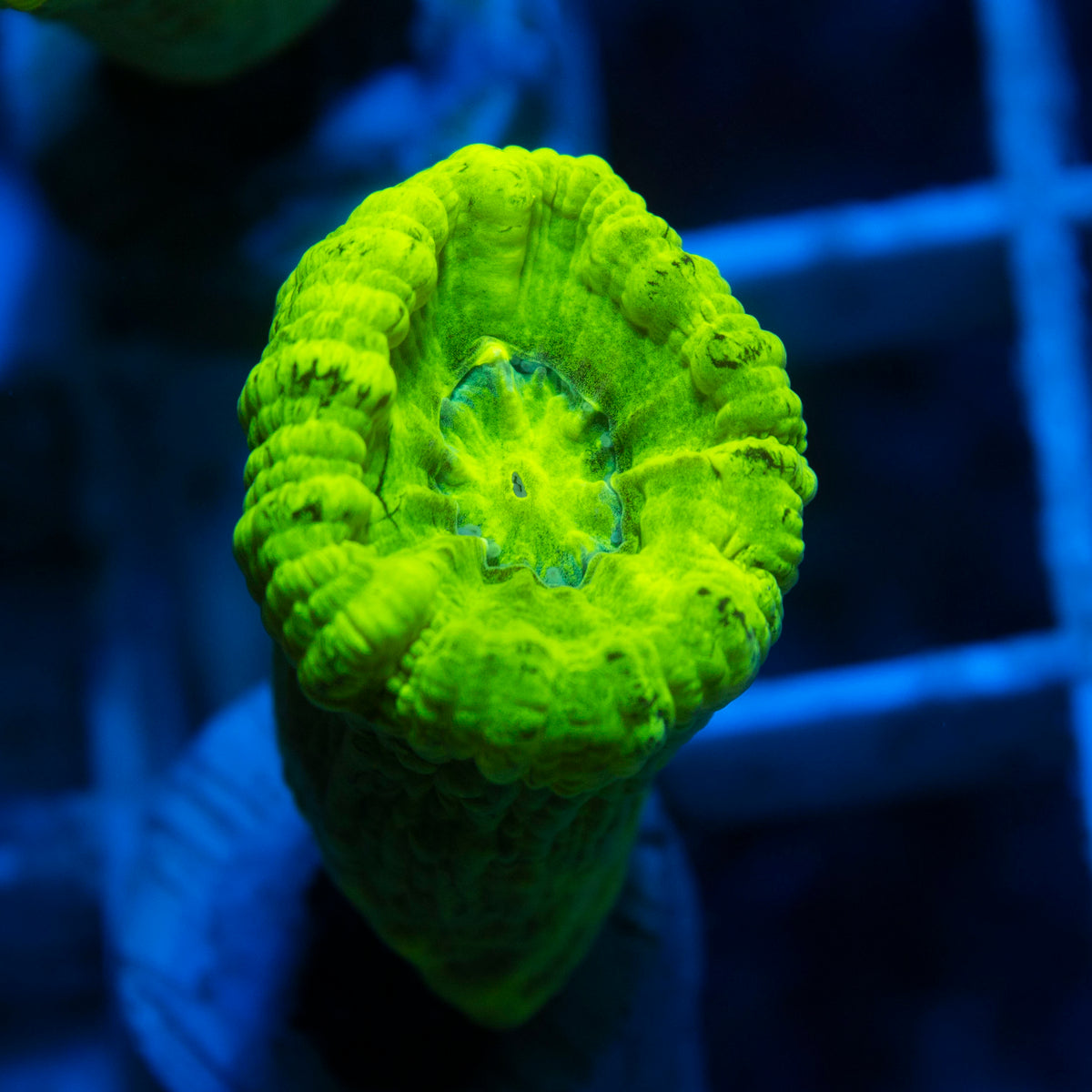 Kryptonight Candy Cane live reef coral - AquaGemCorals