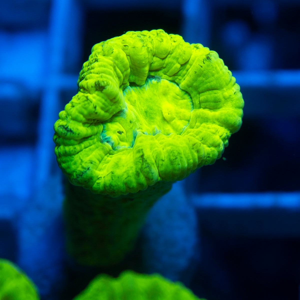 Kryptonight Candy Cane live reef coral - AquaGemCorals