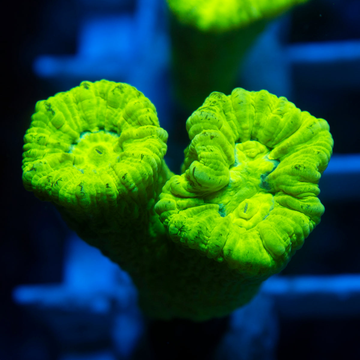 Kryptonight Candy Cane live reef coral - AquaGemCorals