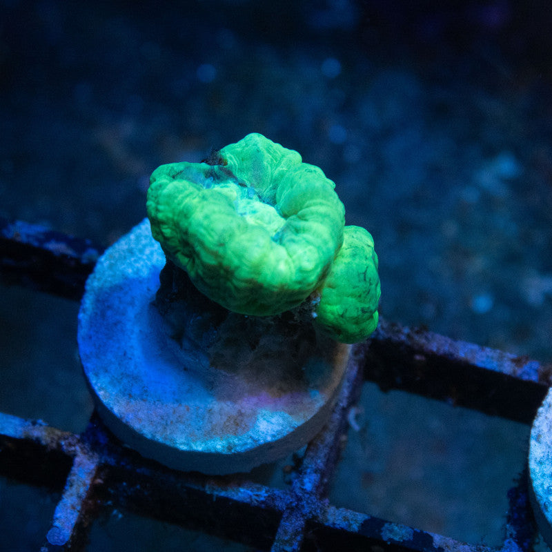 Kryptonite Candy Cane - AquaGemCorals