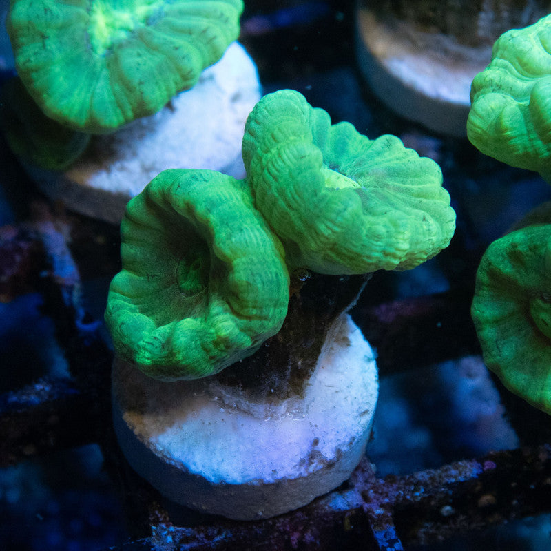 Kryptonite Candy Cane - AquaGemCorals