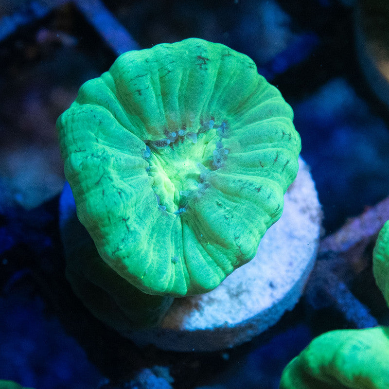 Kryptonite Candy Cane - AquaGemCorals