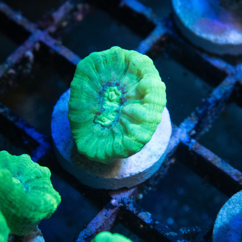 Kryptonite Candy Cane - AquaGemCorals