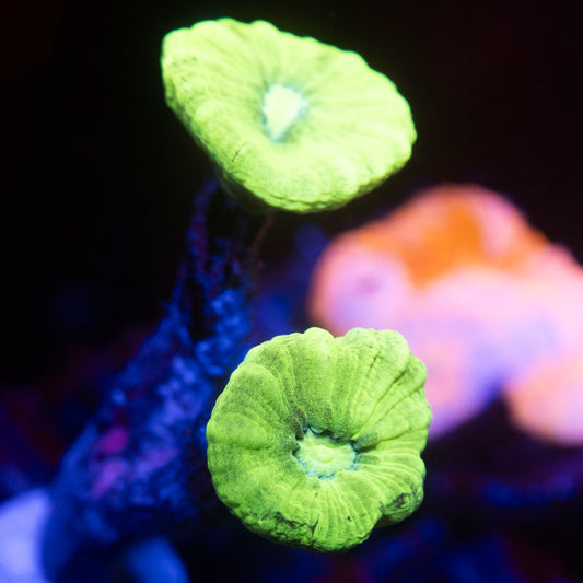 Kryptonite Candy Cane