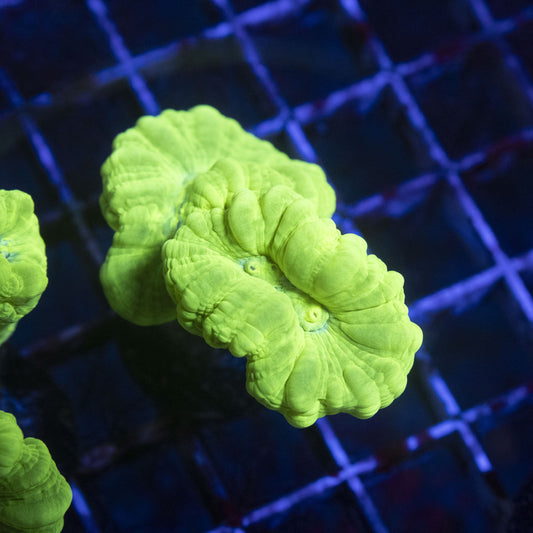 Kryptonite Candy Cane (24)