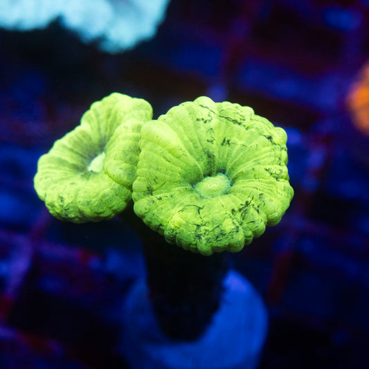 Kryptonite Candy Cane