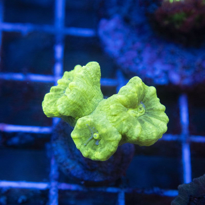 Kryptonite Candy Cane WYSIWYG live coral for sale at AquaGemCorals