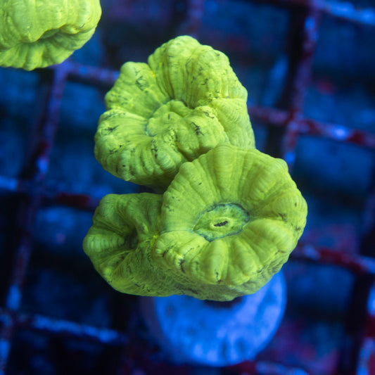 Krytonight Candy Cane