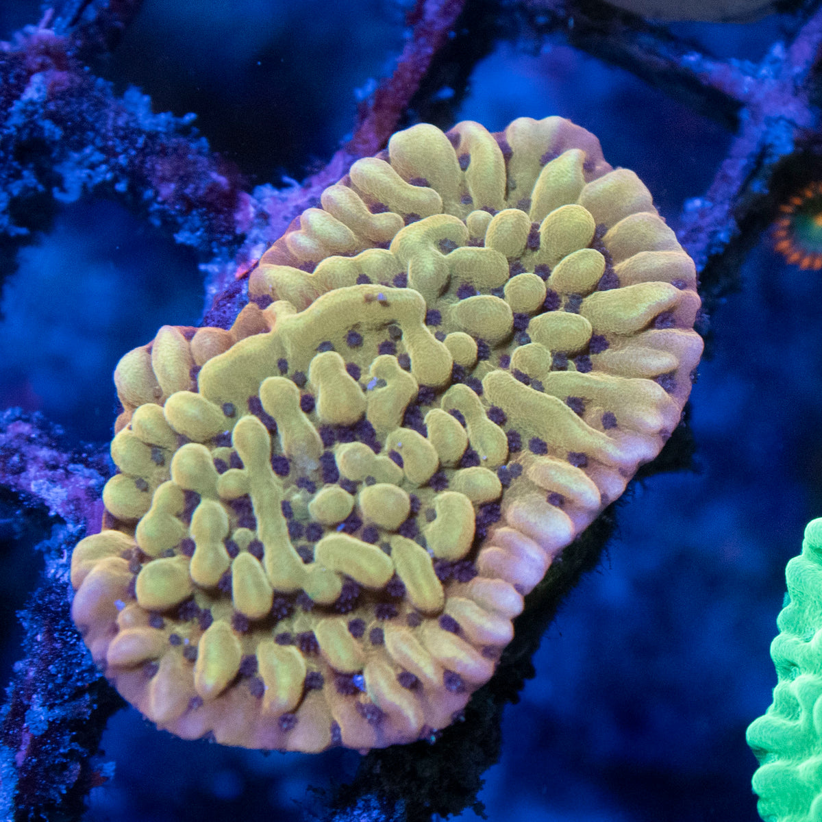 Kung Pao Monti coral frag from AquaGem Corals