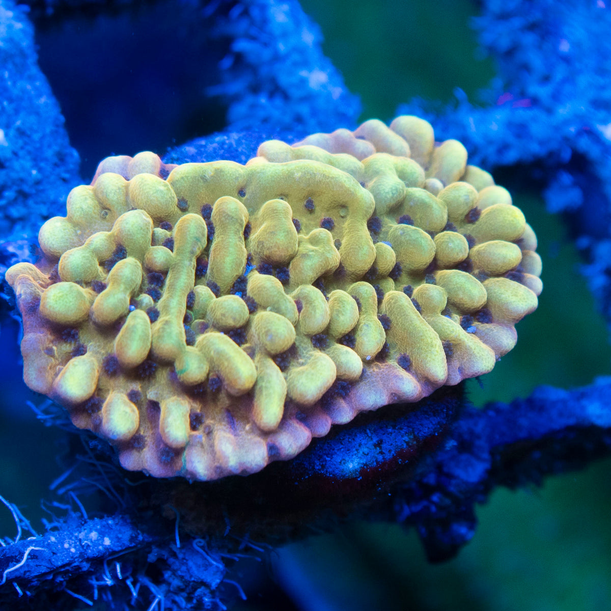 Kung Pow Moni live reef coral - AquaGemCorals