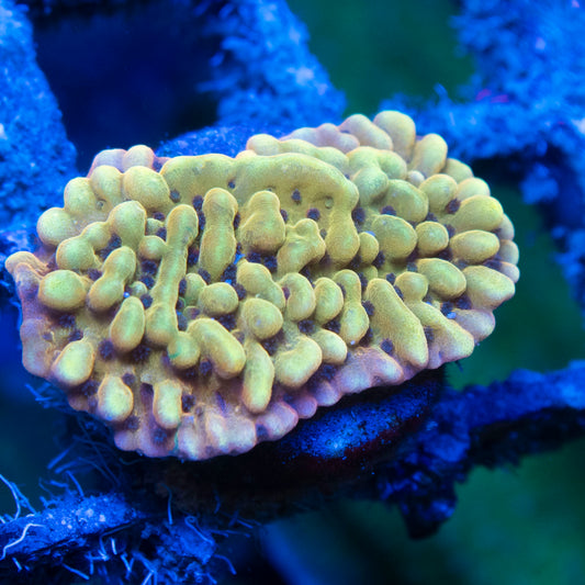 Kung Pow Moni live reef coral - AquaGemCorals