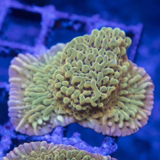 Kung Pow Monti WYSIWYG live coral for sale at AquaGemCorals